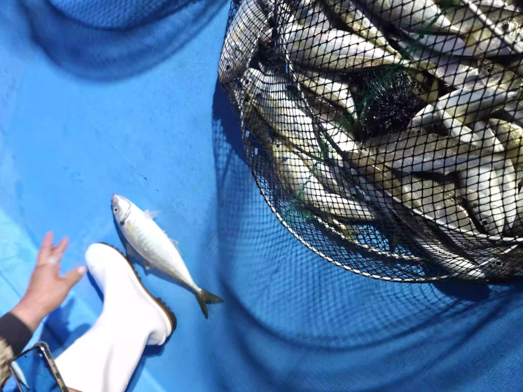 성인 어른 발 사이즈만한 통영대전갱이 Tongyeong giant horse mackerel the size of an adult's foot