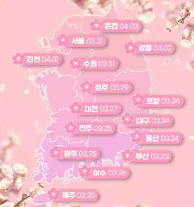 2026년 벚꽃 개화 시기 2026 Korean Cherry blossom blooming time